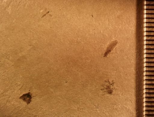 undet. Blattodea