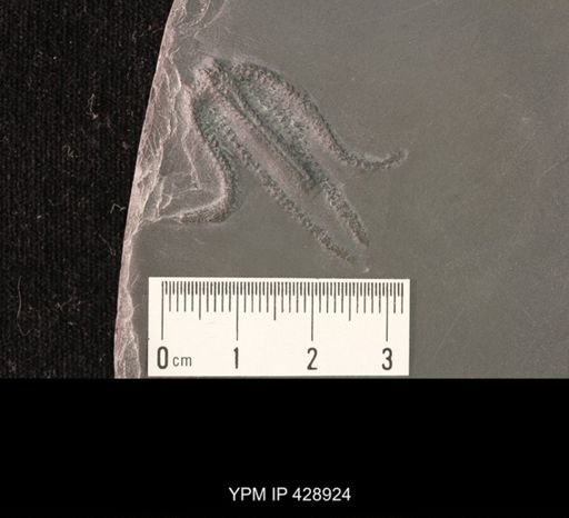 Urasterella asperula