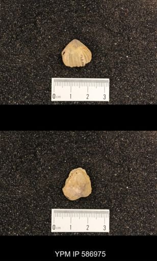 Rhynchotrema capax