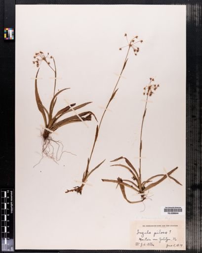 Luzula acuminata