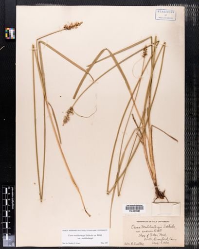 Carex muehlenbergii