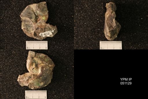 Hoploscaphites nicolletii