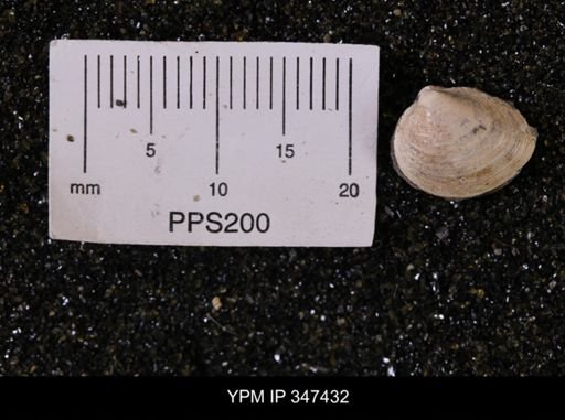 Limopsis striatopunctatus