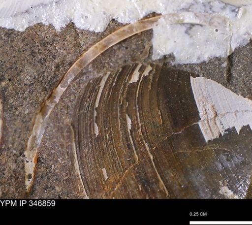 Limopsis striatopunctatus
