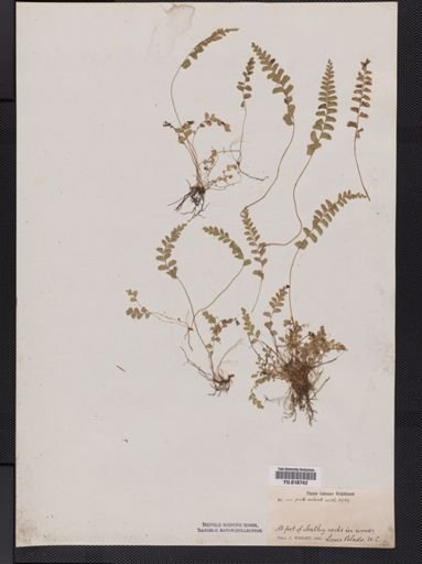 Lindsaea