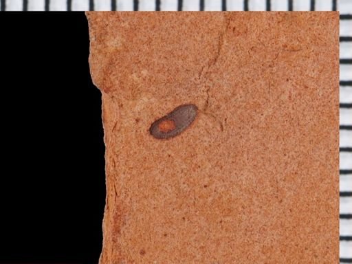 undet. Coleoptera