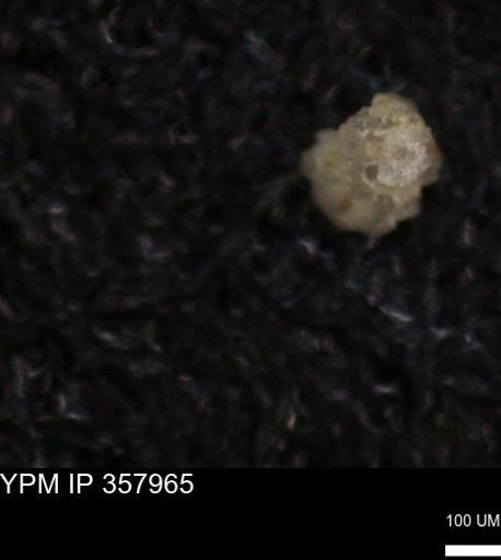 undet. Foraminiferida