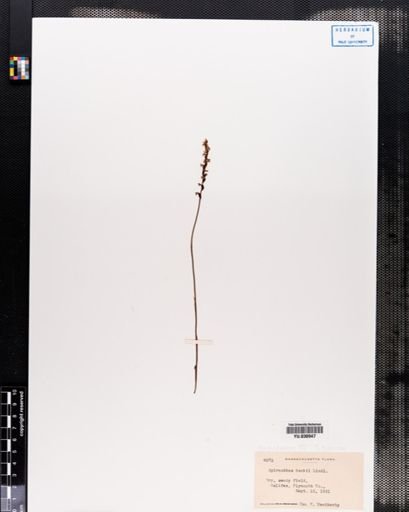 Spiranthes tuberosa