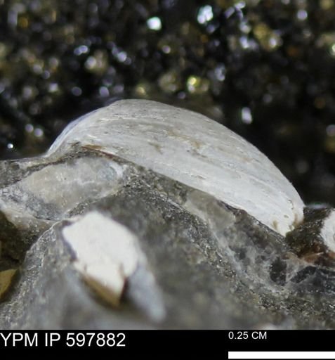 Limopsis striatopunctatus