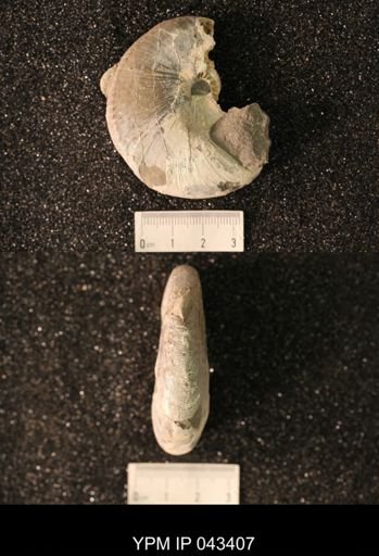 Hoploscaphites nicolletii