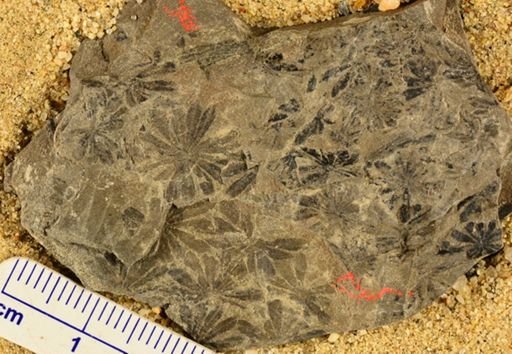 Annularia sp.