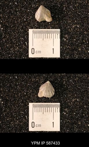 Camarotoechia whitei
