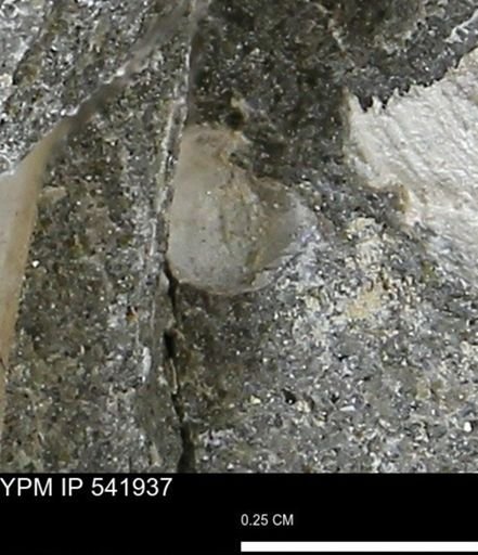 Corbulamella gregaria
