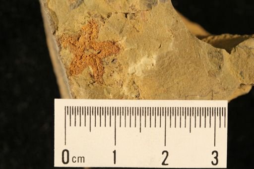 Swataria derstleri