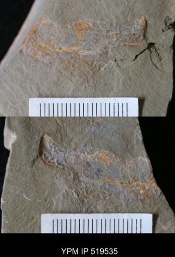 undet. Arthropoda