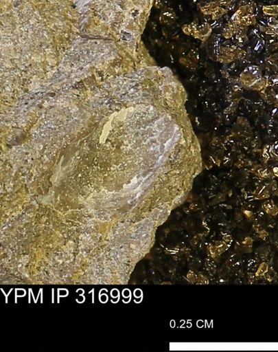 undet. Bivalvia