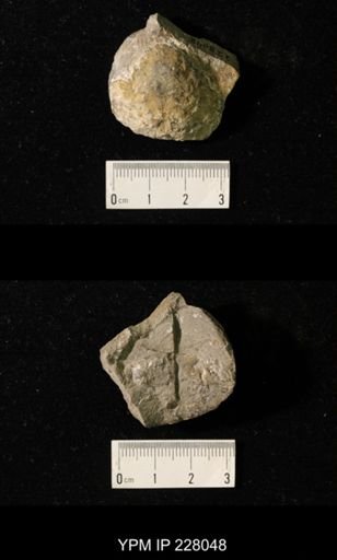 Juresania symmetrica