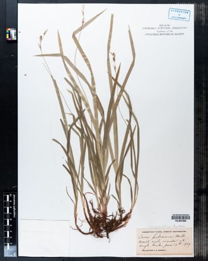 Carex hirtifolia