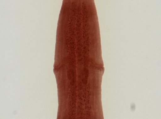 Dipylidium caninum
