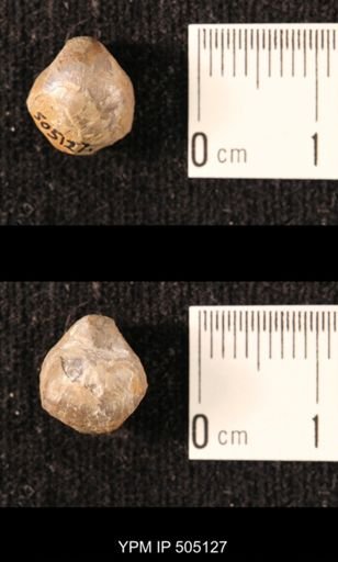 Ambocoelia planoconvexa