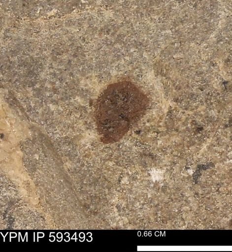 taxon undetermined
