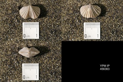 Platystrophia biforata