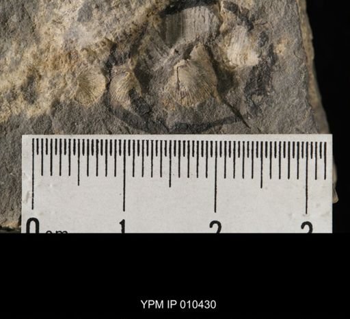 Chonetes pygmaea