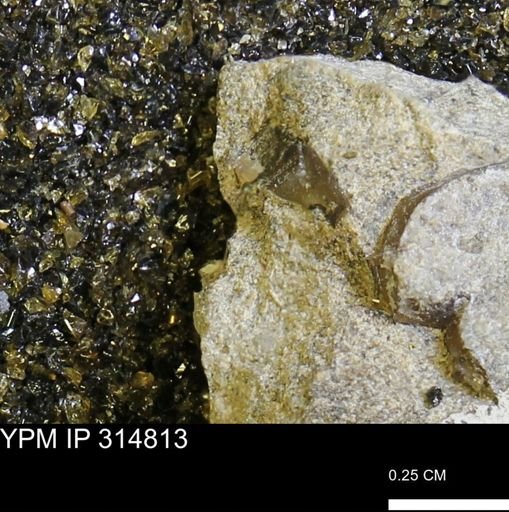 undet. Mollusca