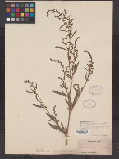 Chenopodium lanceolatum