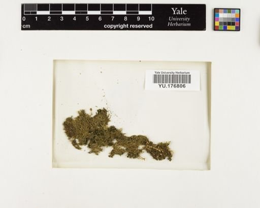 Plantae