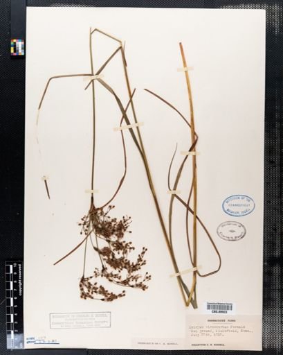 Scirpus atrocinctus