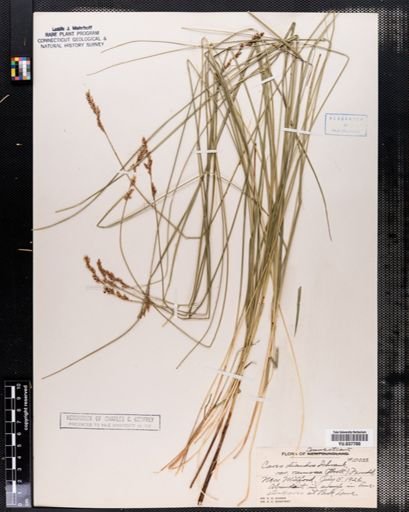 Carex diandra