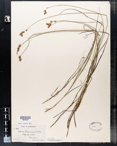 Carex tenera