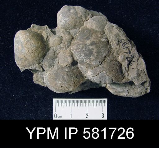 Dalmanella subcarinata