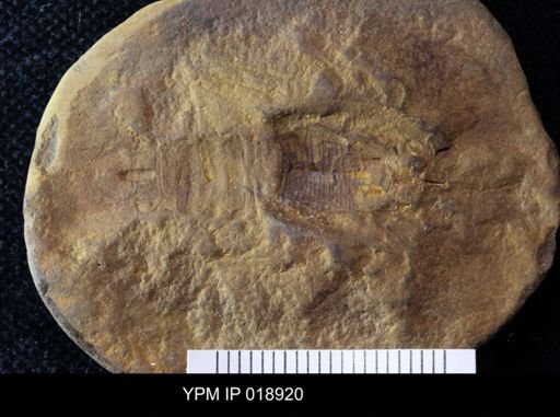 Anthracaris gracilis