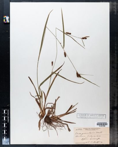 Carex granularis