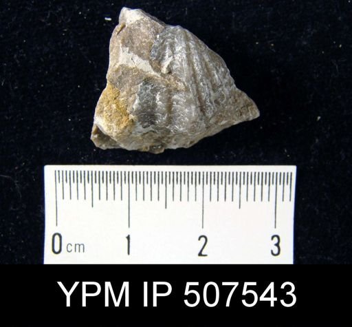 Spirifer gregarius