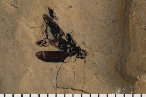 Tenebrionidae?
