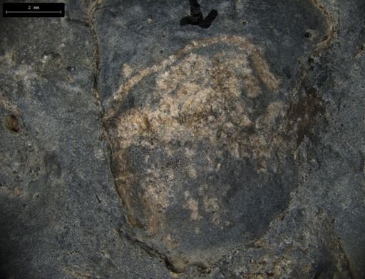 Aplocoma damesii