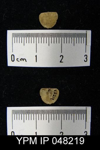 Parmorthis brownsportensis