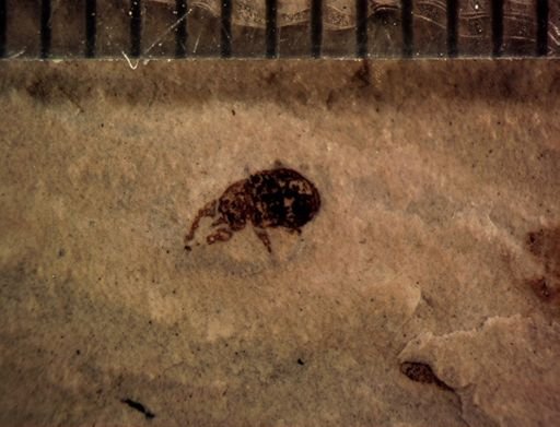undet. Coleoptera