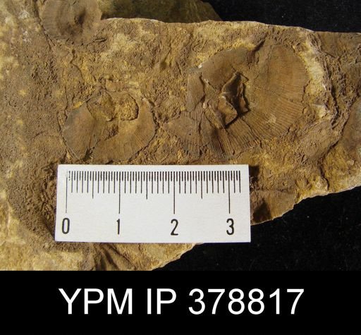 undet. Brachiopoda