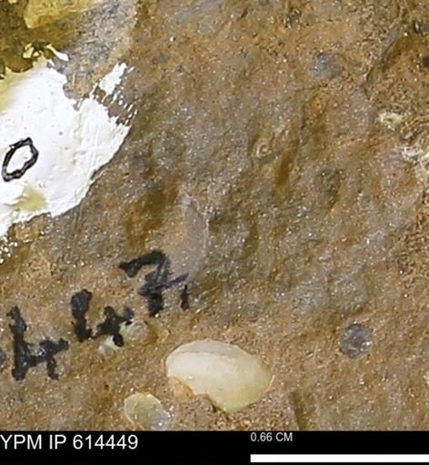 Mollusca