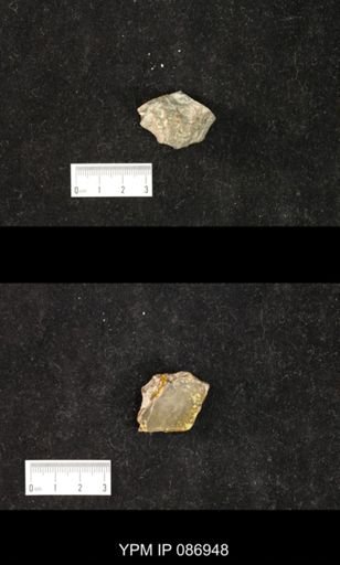 Litoceras sp.
