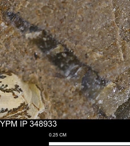 undet. Mollusca