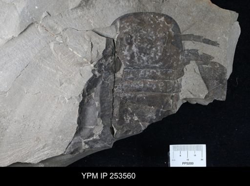Eurypterus sp.