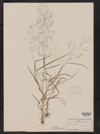 Agrostis perennans
