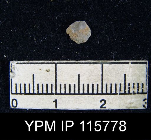 Rhipidomella carbonaria