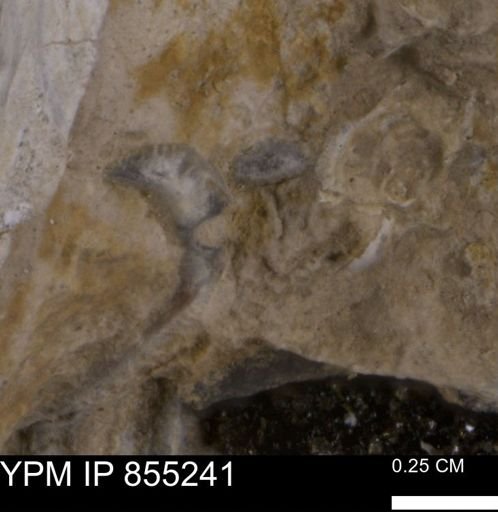 undet. Bivalvia