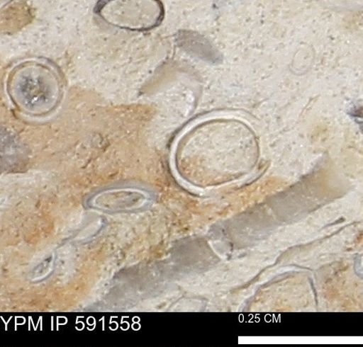 Serpulidae